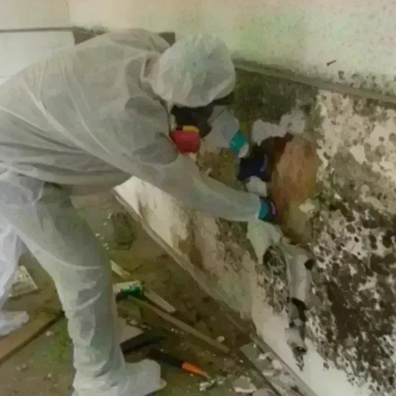 Mold Remediation and Removal in Osceola, IA